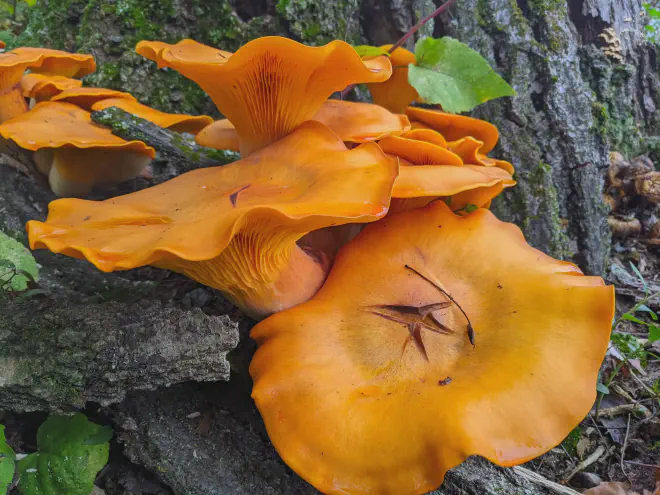 Jack O&rsquo;Lantern Mushrooms. Image copyright Katie Bagnall-Newman, used here with permission.