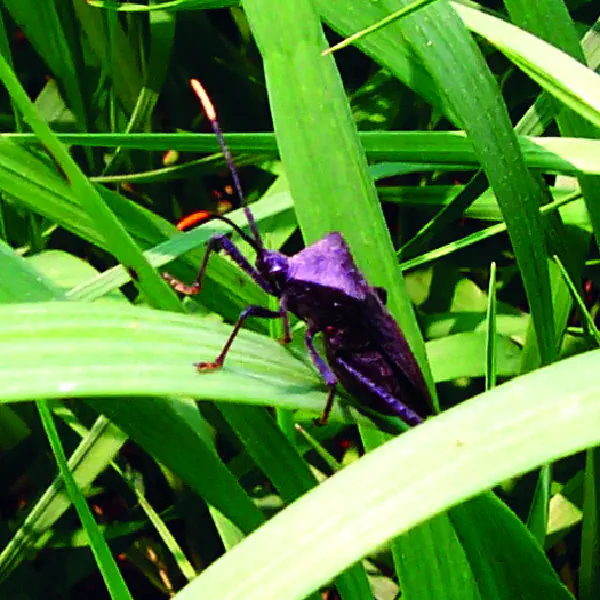 Acanthocephala terminalis