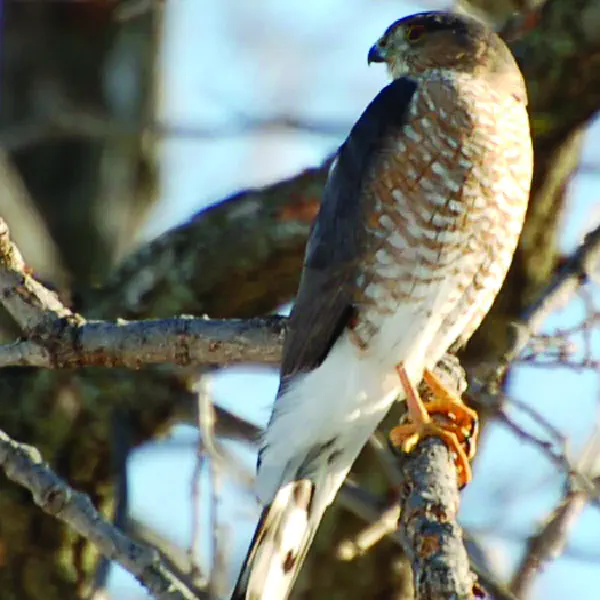 Accipiter striatus