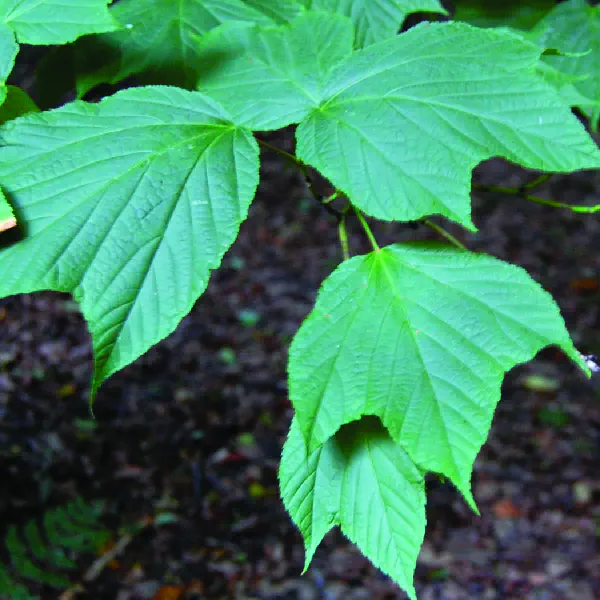 Acer pensylvanicum