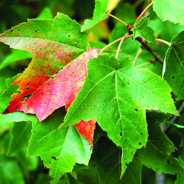 Acer rubrum