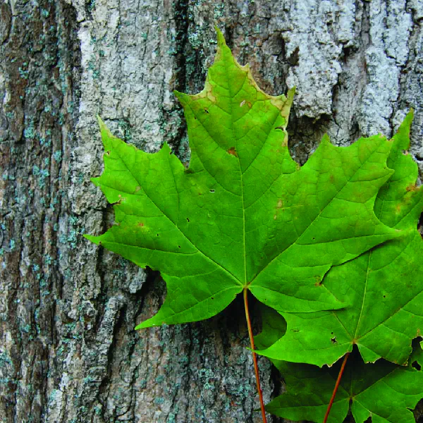 Acer saccharum