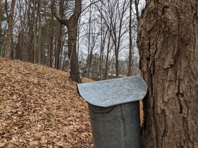 Sap collecting bucket at Cayuga Nature Center by Katie Bagnall-Newman