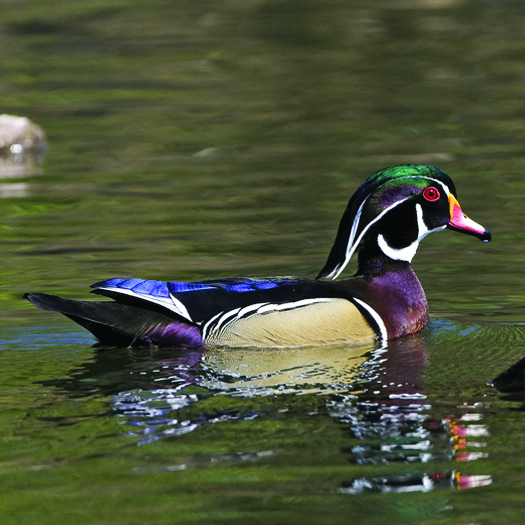 Aix sponsa · Earth@Home: Biodiversity