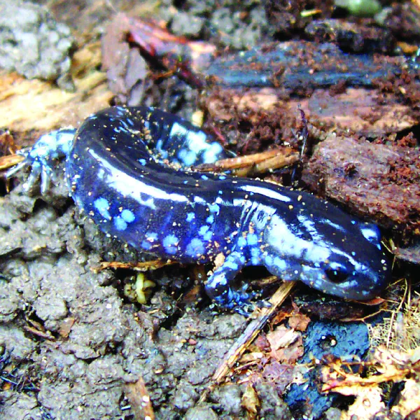 Ambystoma laterale