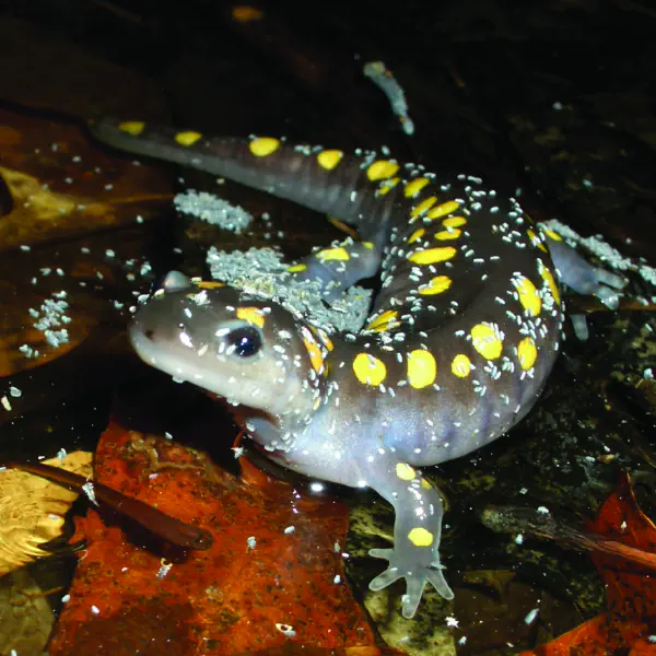 Ambystoma maculatum