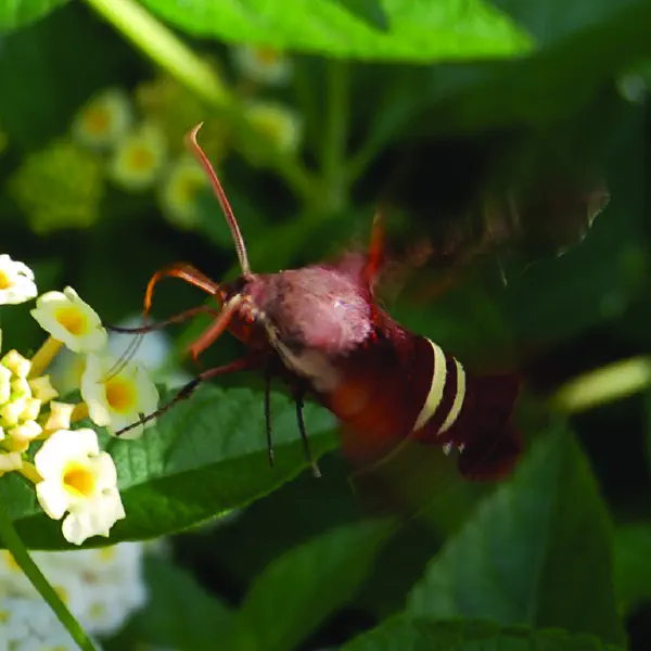 Amphion floridensis