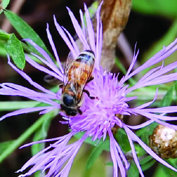 Apis mellifera