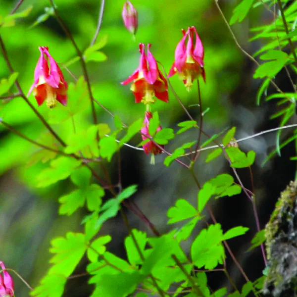 Aquilegia canadensis