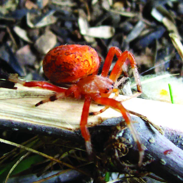 Araneus marmoreus