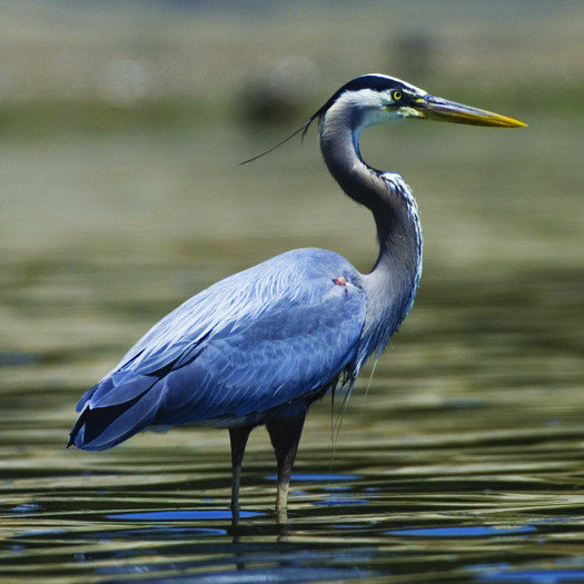 Ardea herodias · Earth@Home: Biodiversity