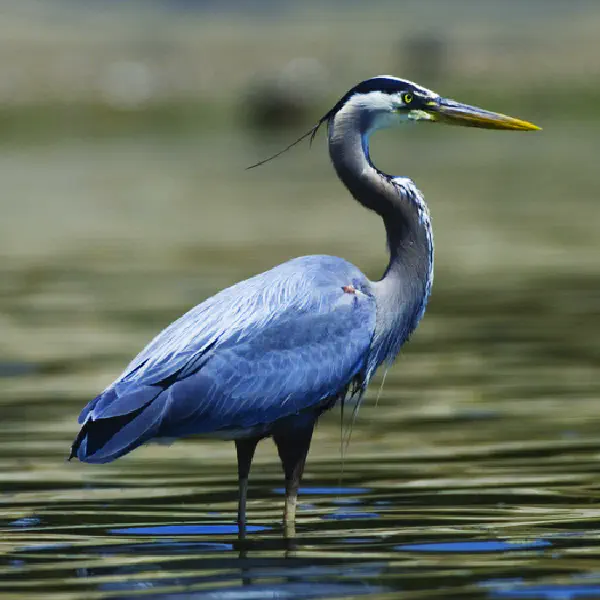 Ardea herodias