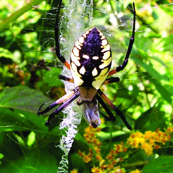 Argiope aurantia