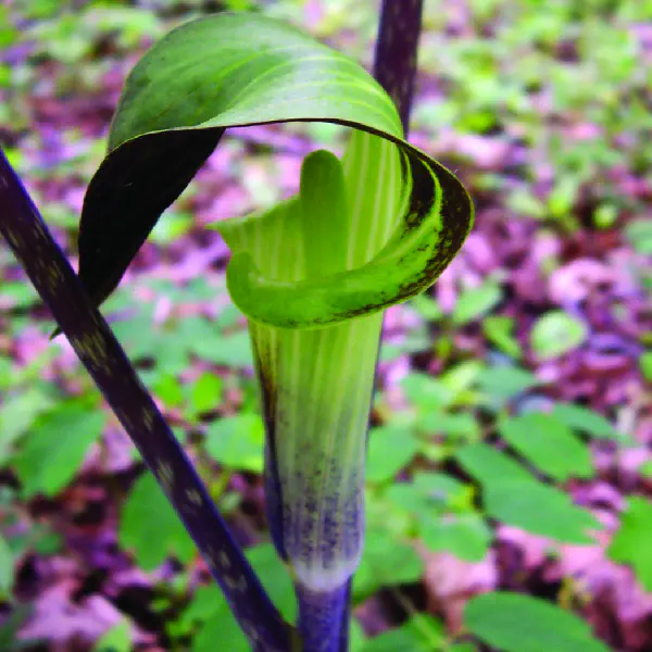 Arisaema triphyllum