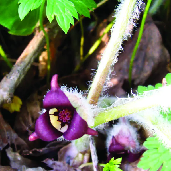 Asarum canadense