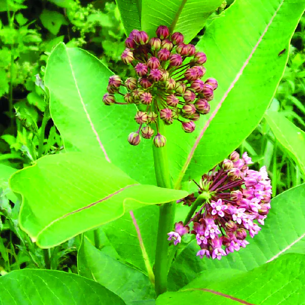 Asclepias syriaca