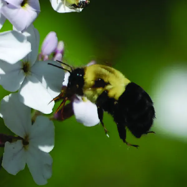 Bombus impatiens