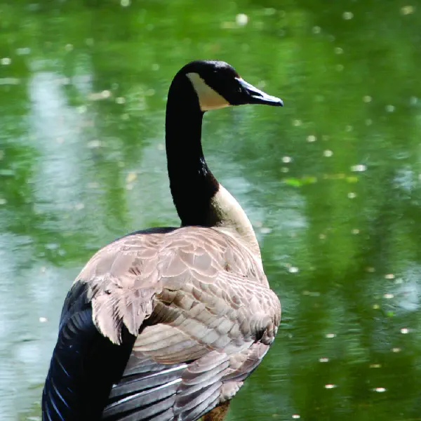 Canada goose branta canadensis que es best sale