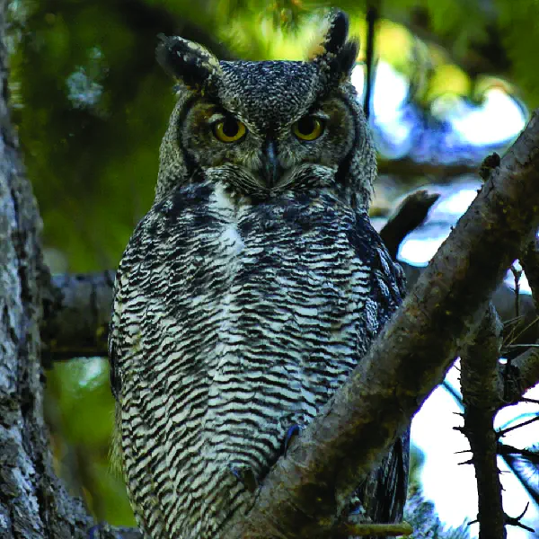 Bubo virginianus