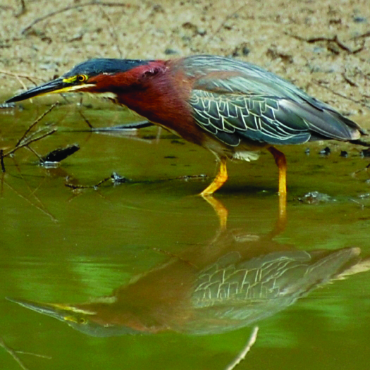 Butorides Virescens · Earth@home: Biodiversity