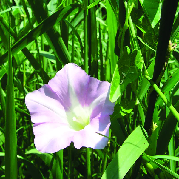 Calystegia sepium