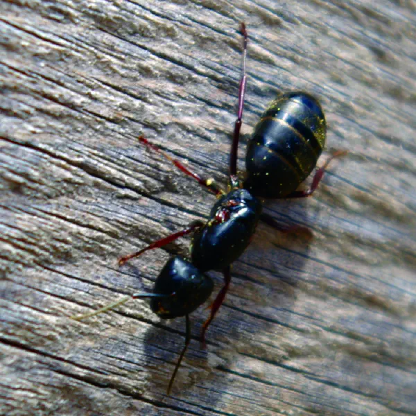 Camponotus pennsylvanicus