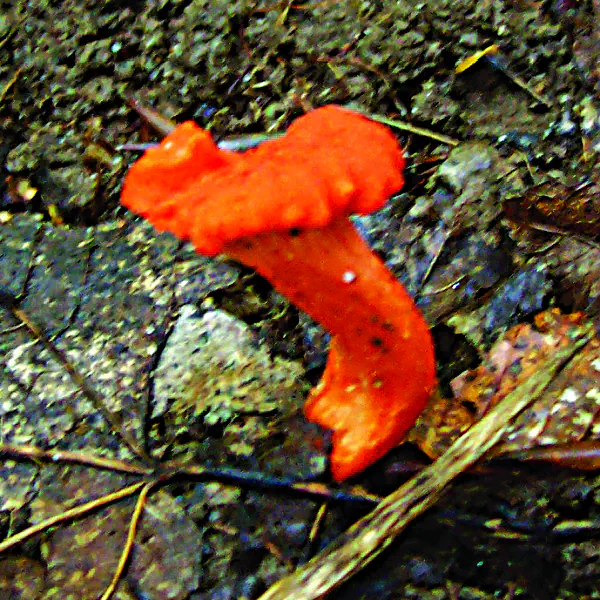 Cantharellus cinnabarinus