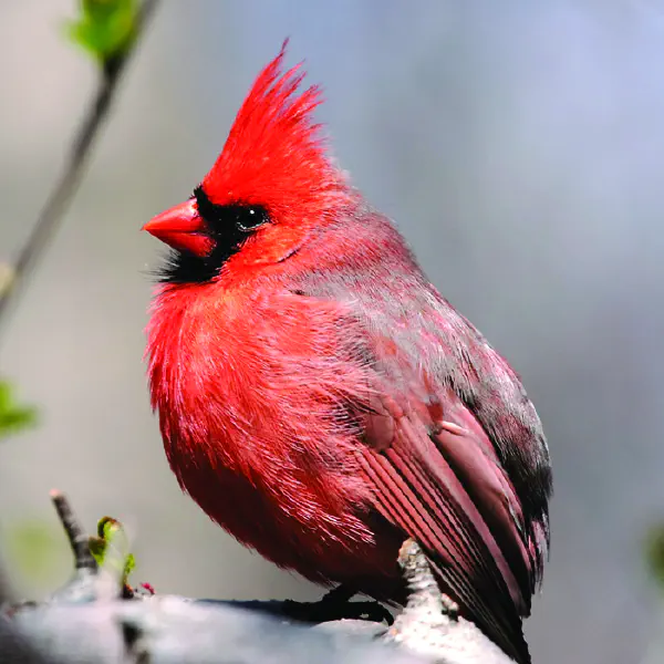 Cardinalis cardinalis