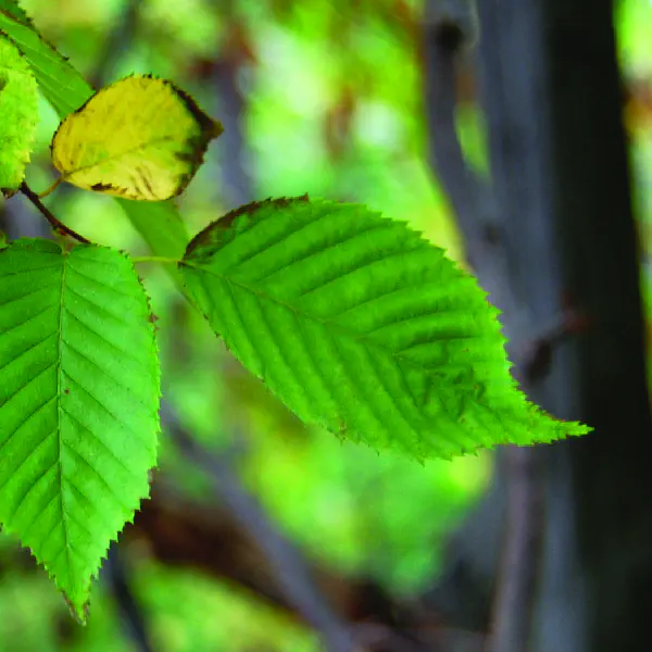 Carpinus caroliniana