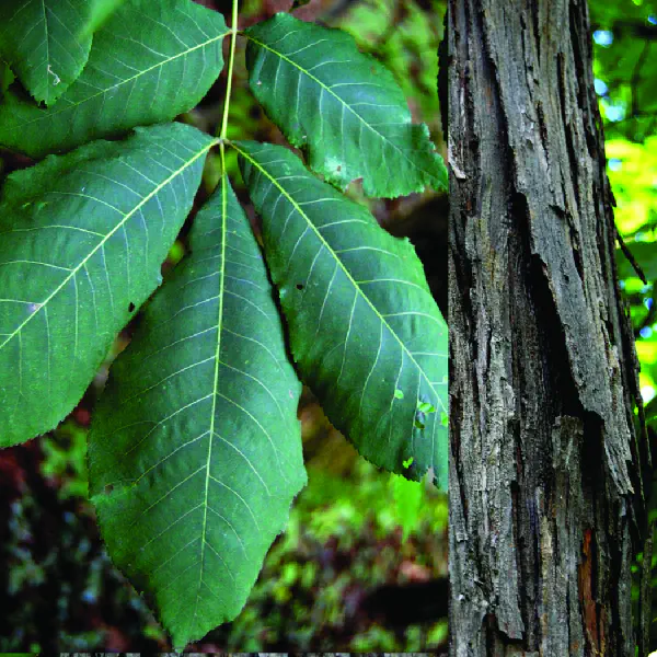 Carya ovata