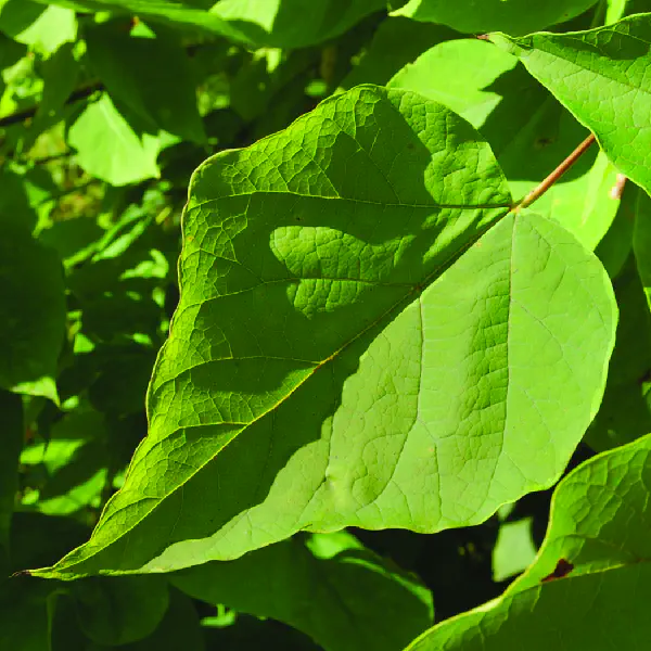 Catalpa speciosa