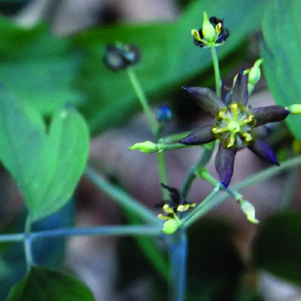 Caulophyllum thalictroides