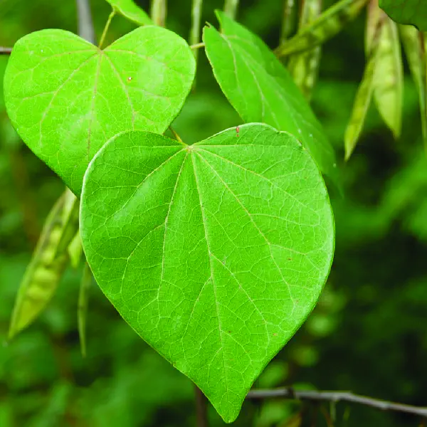 Cercis canadensis