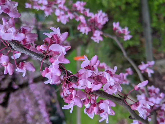 Redbud tree blooming at the Cayuga Nature Center by Katie Bagnall-Newman.