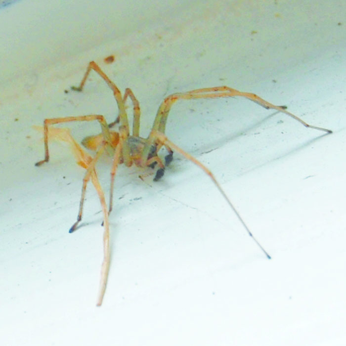 Cheiracanthium inclusum · EarthHome Biodiversity