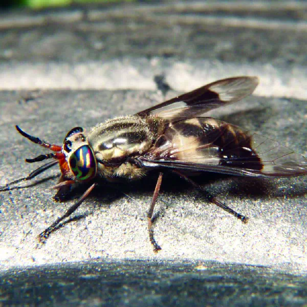 Chrysops callidus