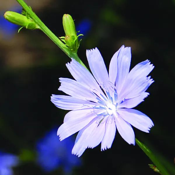 Cichorium intybus