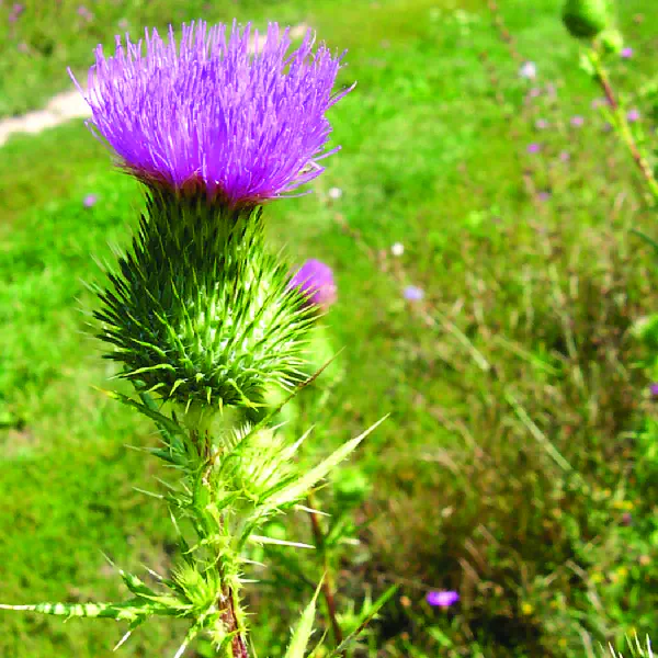 Cirsium vulgare