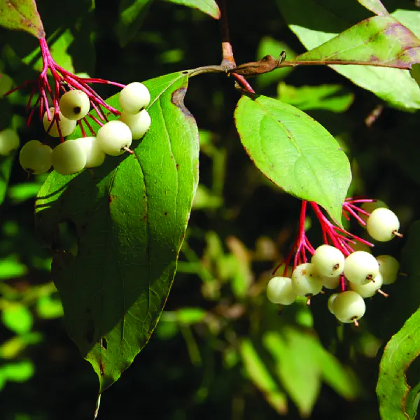 Cornus sericea