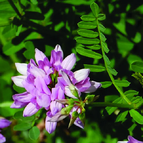 Coronilla varia