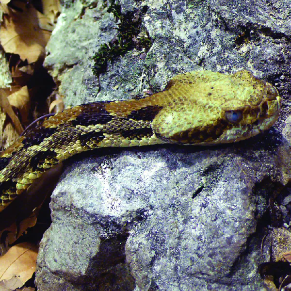 Crotalus horridus