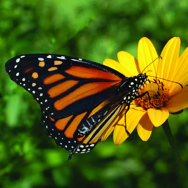 Danaus plexippus