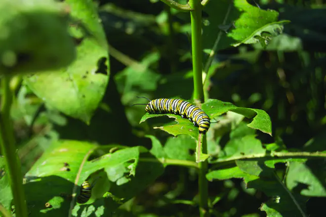 Monarch caterpillar