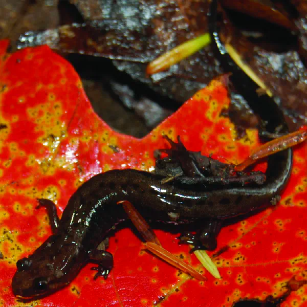 Desmognathus fuscus