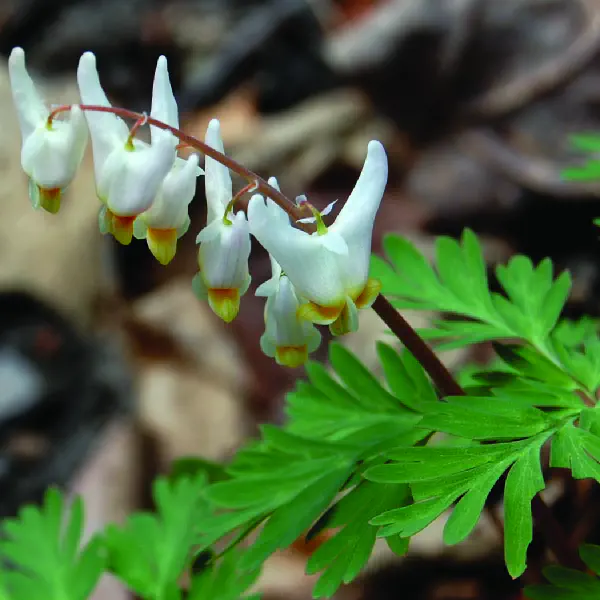 Dicentra cucullaria