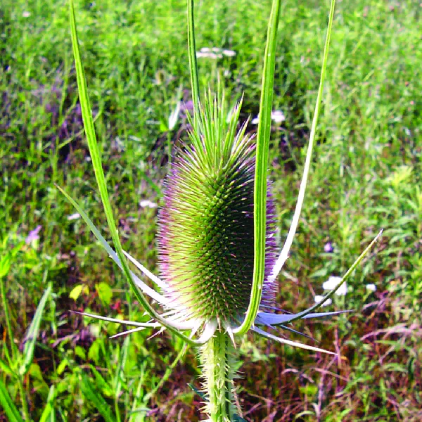 Dipsacus sylvestris