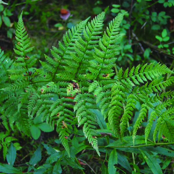 Dryopteris carthusiana