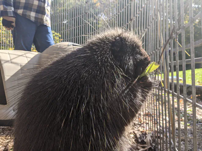 North American porcupine in captivity. Image by Katie Bagnall-Newman.