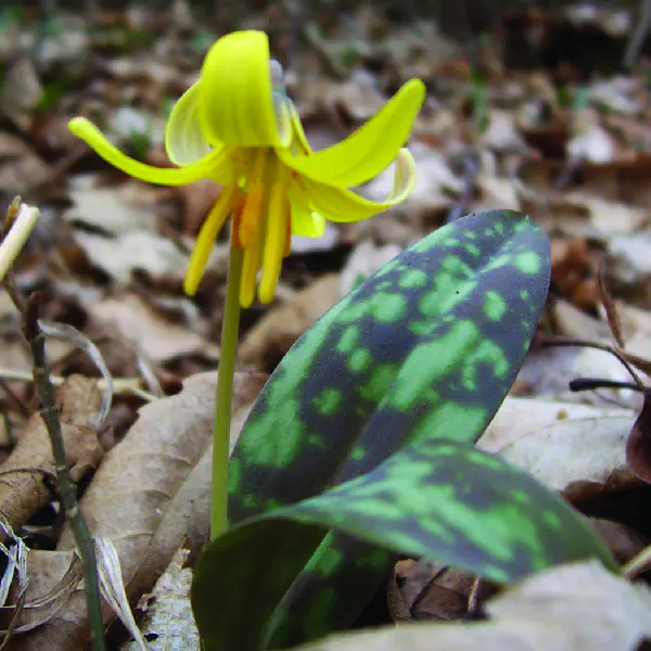 Erythronium americanum