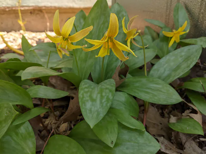Trout lily flowers by Katie Bagnall-Newman.